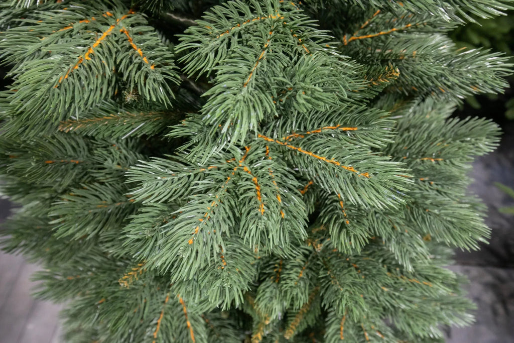 120 cm Kalėdų eglutė Sosna Himalajska Exclusive