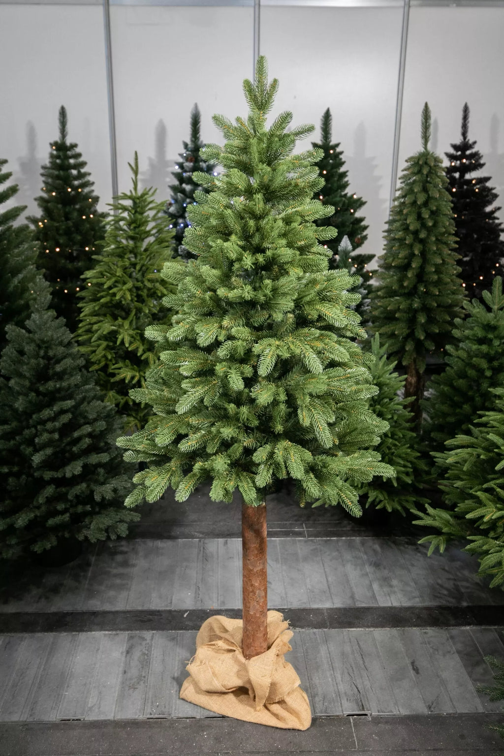 220 cm  Kalėdinė eglutė „Skandinaviškas kėnis“