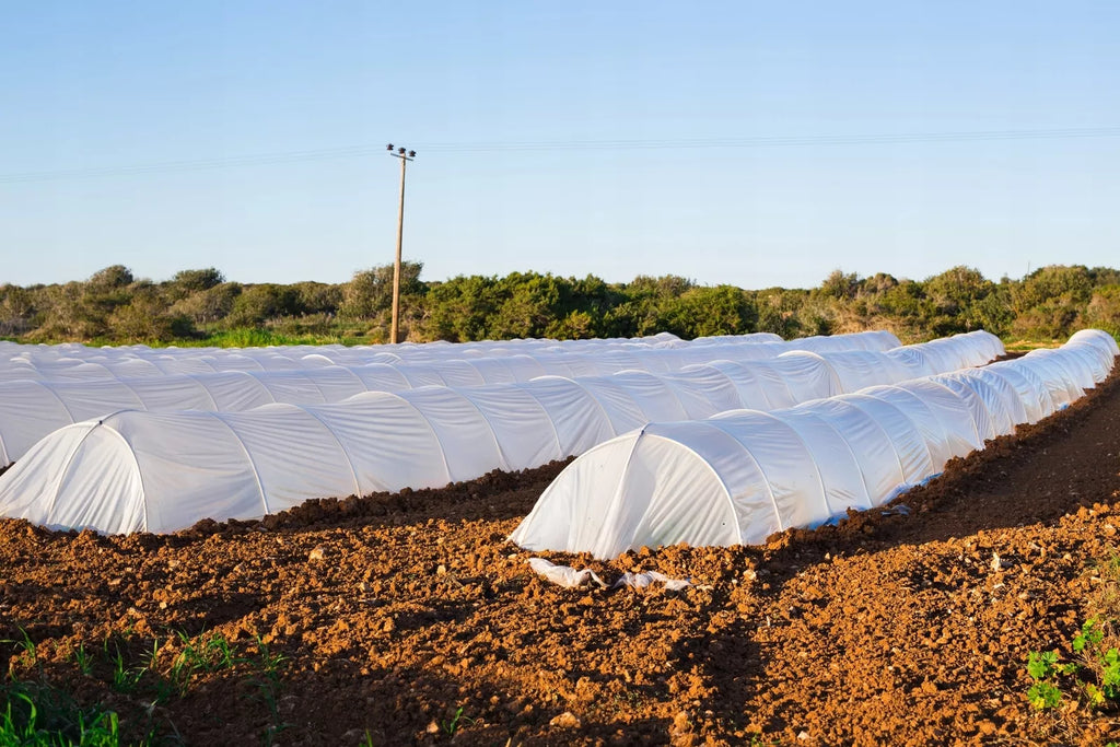 Agroplėvelė 1,6 x 10 m pavasarinė balta 17 g/m²