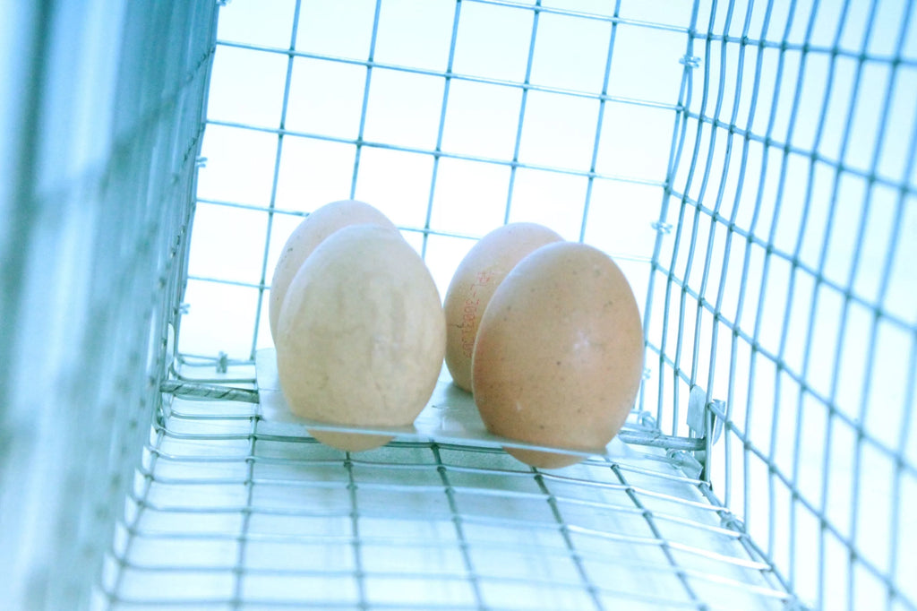Narvas spąstai 35X17X20cm